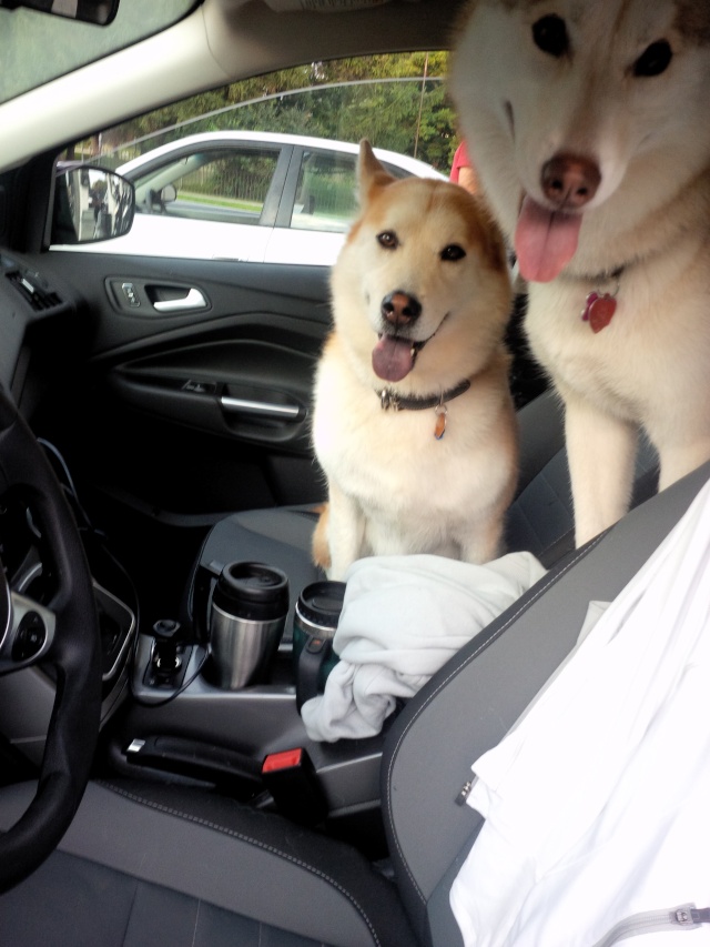 How does your husky sit in the car Img_0013