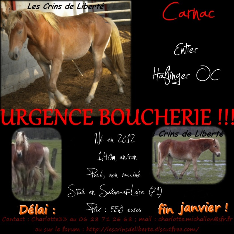 (dept 71) CARNAC, haflinger OC, Sauvée par bertille G. (Janvier 2014) - Page 3 Carnac13