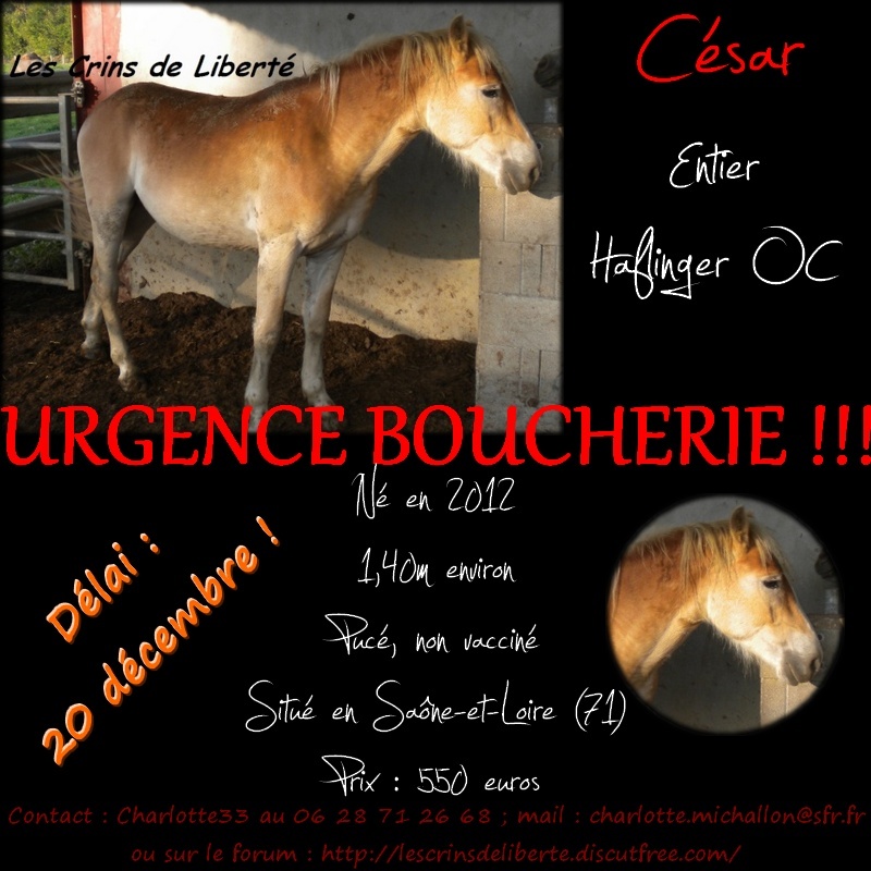 (Dept 71) CARLVI Et CESAR, haflinger OC et Ulrika! (Janvier 2014) Casar_10