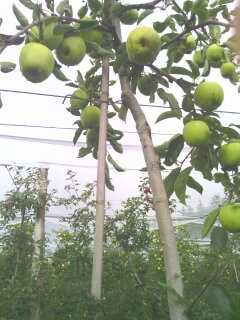 Ramasser ses pommes au verger. 13809614