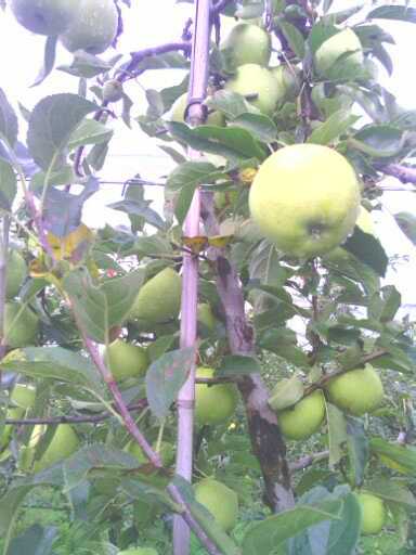 Ramasser ses pommes au verger. 13809615