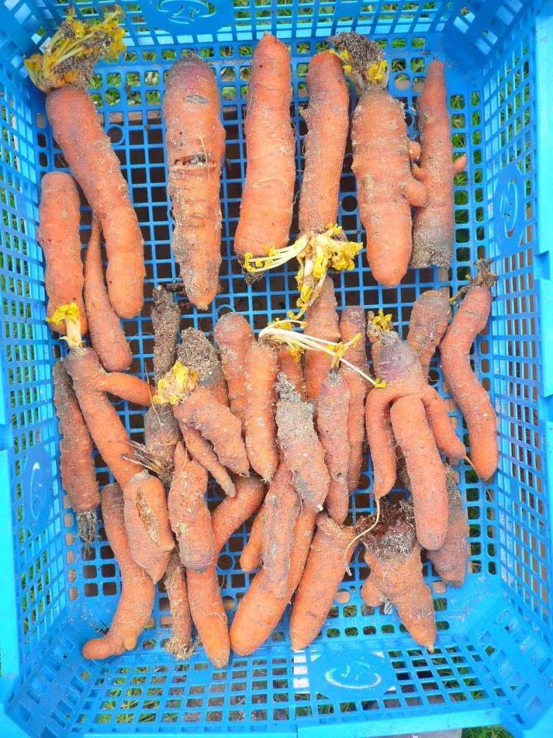 Carottes du jardin conservées dans la sciure, possible ? P1340311