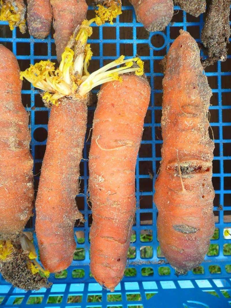 Carottes du jardin conservées dans la sciure, possible ? P1340312