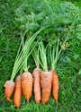 Comment récolter ses carottes sans utiliser de fourche-bêche. 2a10