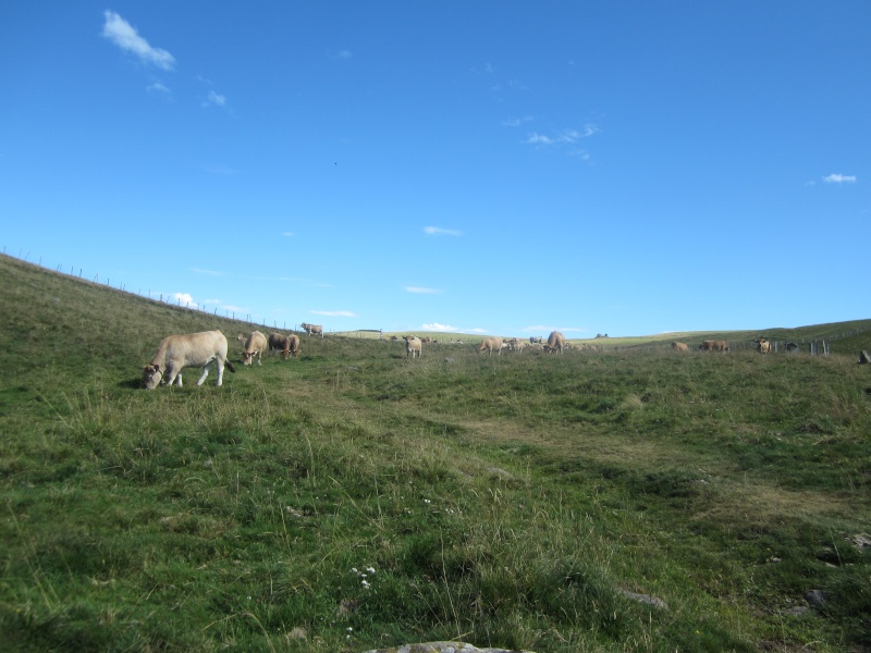 Plateau du Limon : chemin des Quiroux Fabie194