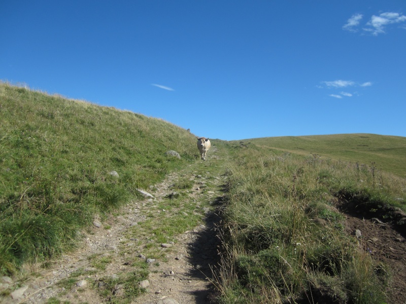 Plateau du Limon : chemin des Quiroux Fabie195