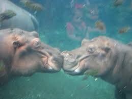 Animal Love Pics Hippos10