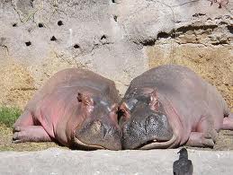 Animal Love Pics Hippos12