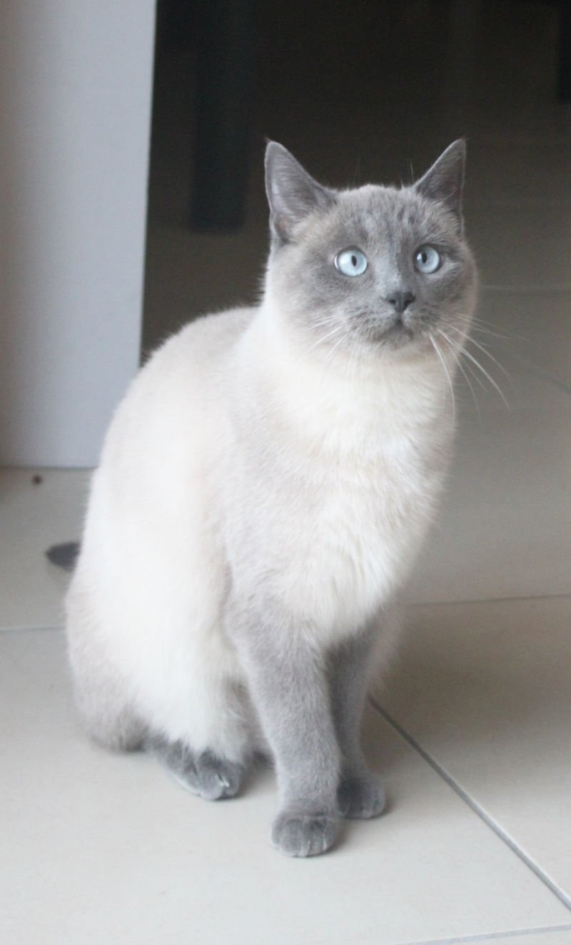 Fairy Blue chatte typée siamoise bleue 3 ans FIV+ 5(en FA)(ADPK 35) Fairyb14