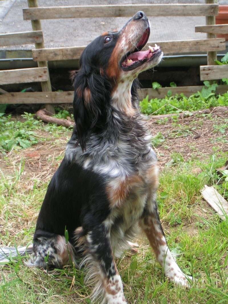 UGOo - setter 11 ans - Asso ADPK (35) Pict0913