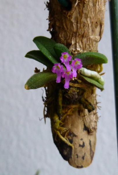 Miniatur- Orchideen - Seite 13 Schoen11