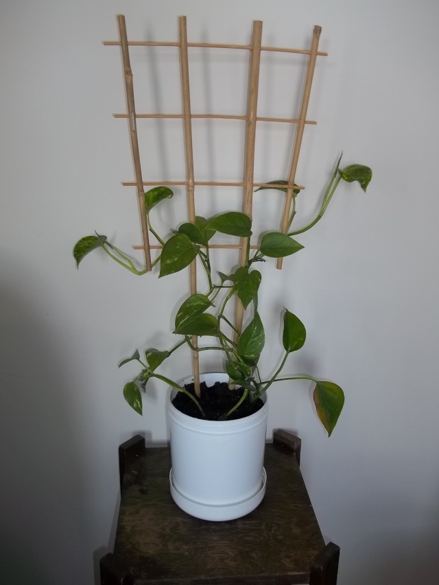 Mes nouvelles plantes 100_4811