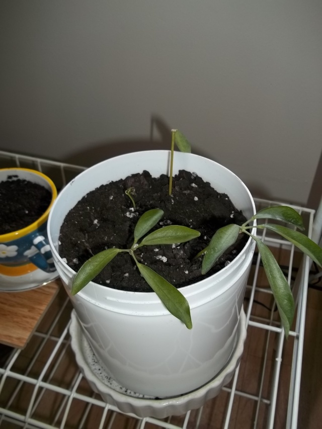 Mes nouvelles plantes 100_4814