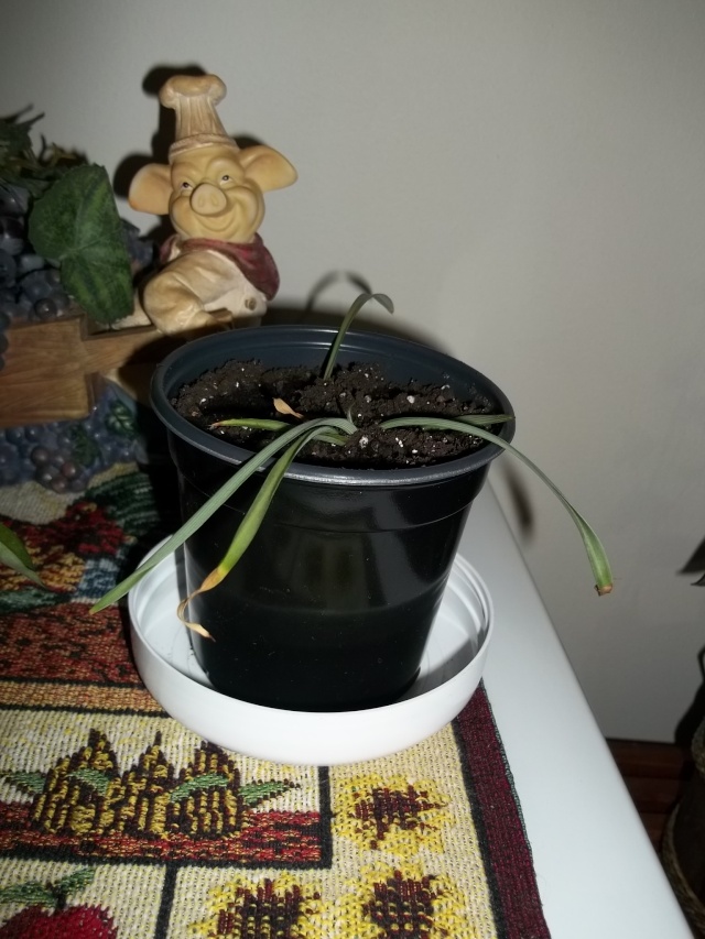 Mes nouvelles plantes 100_4816