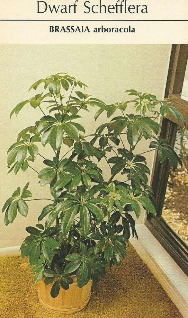 Mes nouvelles plantes 15010910