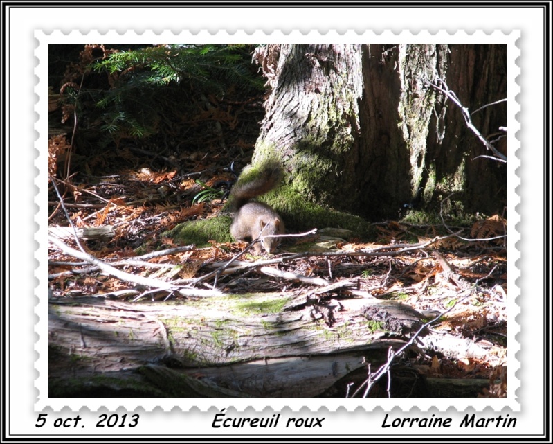 Mésange tête noire en forêt  Acureu10