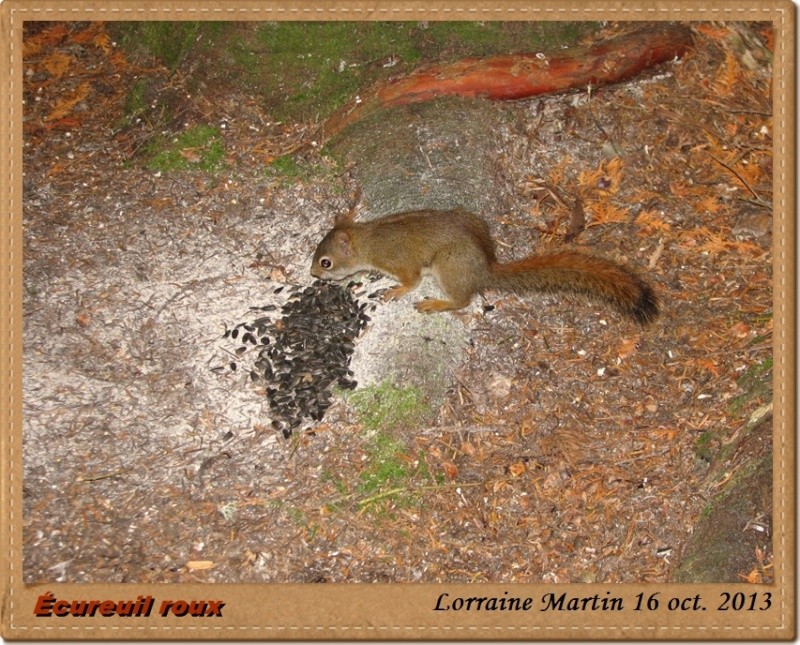 Écureuils roux qui volent les graines Acureu18