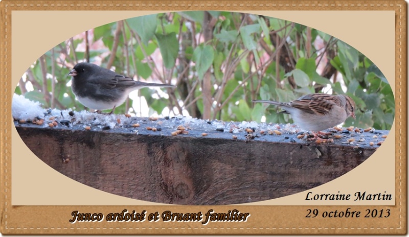 Junco ardoisé et Bruant familier même photo Bruant19