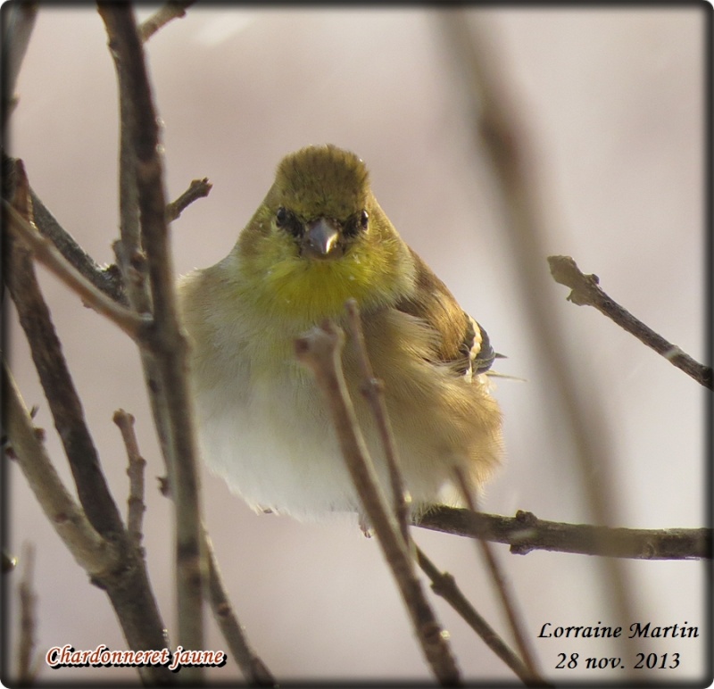 Chardonneret jaune arrivé (5 photos) Chardo11