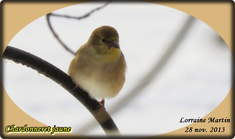 Chardonneret jaune arrivé (5 photos) Chardo13