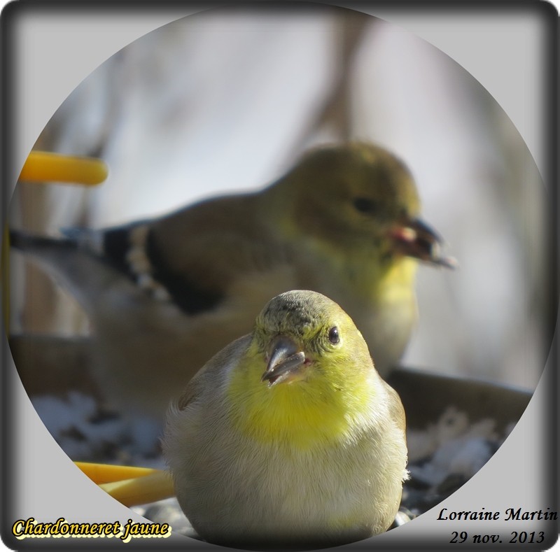 Chardonneret jaune (3 photos) Chardo20