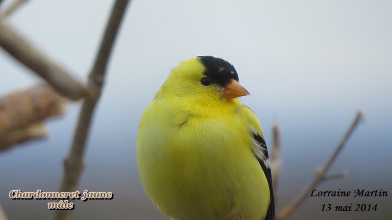 Chardonneret jaune mâle et femelle  Chardo30