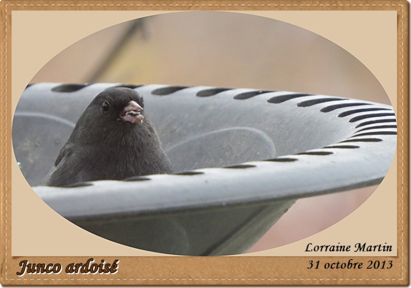 Junco ardoisé dans la base de la tour.  Junco_21