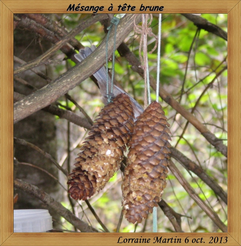 Mésange tête brune enfin photo Masang19