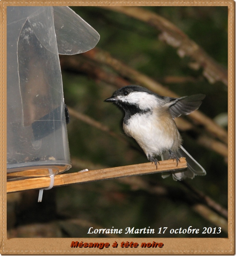 Mésange à tête noire ailes ouvertes  Noire_25