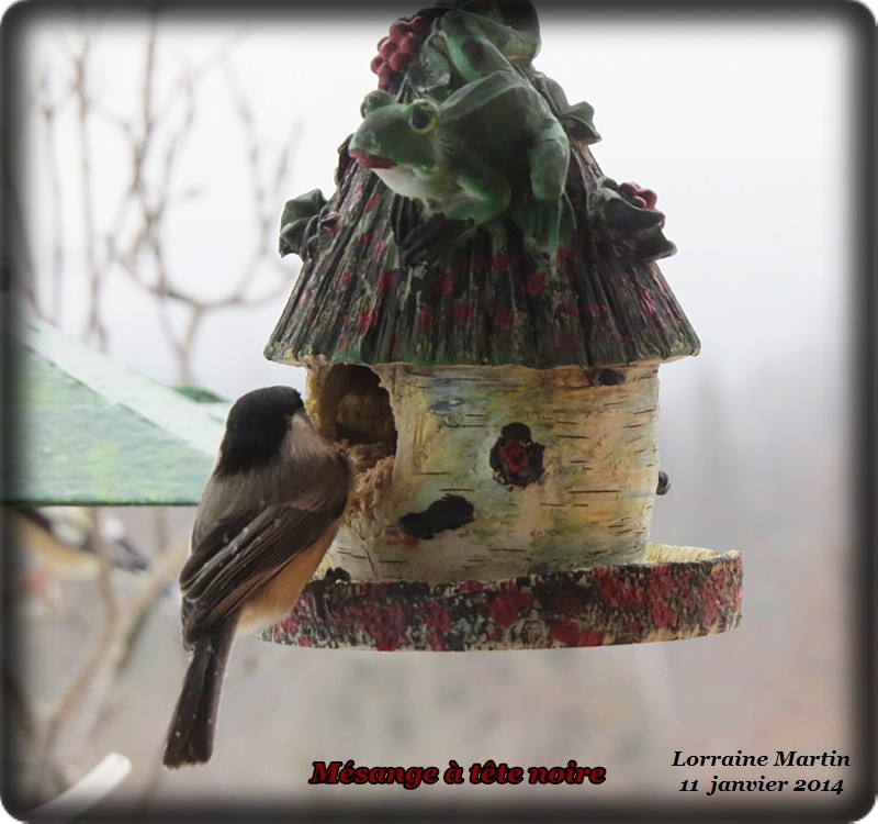 Mini mangeoire pain d'oiseaux Noire_64