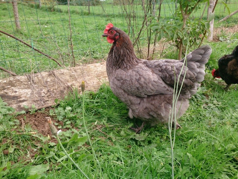 Jeune coq et poule marans BCC 09110