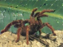 Scorpions et araignées