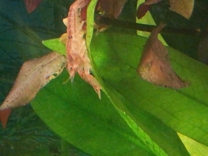 identification crevettes 20140110