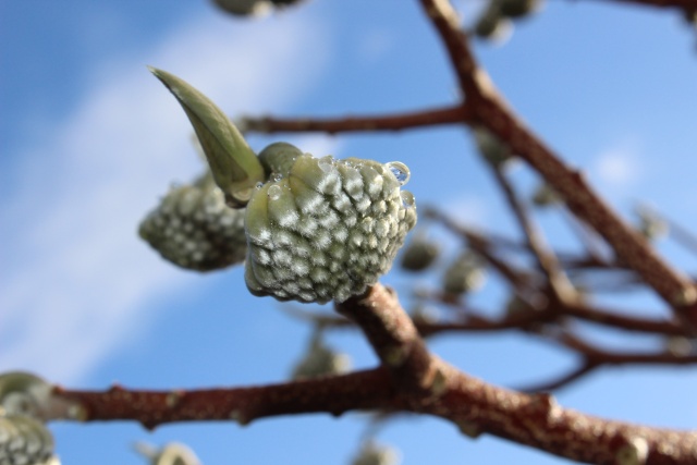 Edgeworthia - bouton floral [devinette] 03410