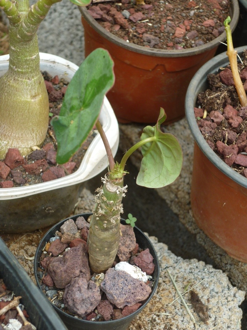 Jatropha podagrica P1200910