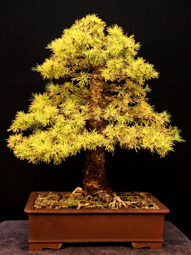 Show the Autumncolour from your bonsai - Page 3 Formal10