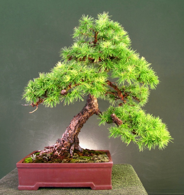 Informal Upright Larch Progression Inform13