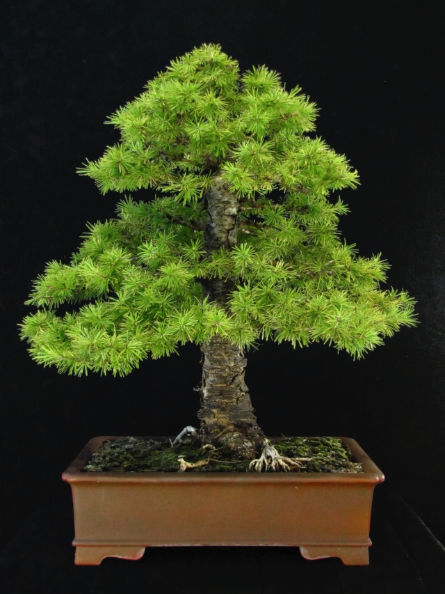 Formal Upright Larch Progression Trunk_17