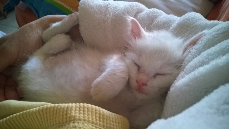Jazzy, mâle blanc angora né le 01 avril 2014 Wp_20148
