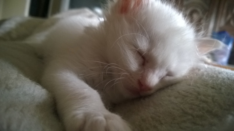 Jazzy, mâle blanc angora né le 01 avril 2014 Wp_20151