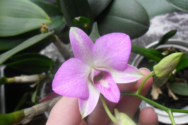 Dendrobium phalaenopsis ou biggibum (nouvelle photo) Sam_5115