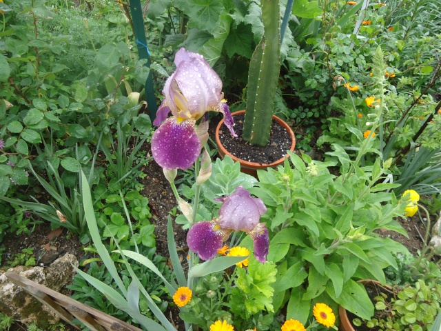 Iris : floraison 2014 - Page 3 00324