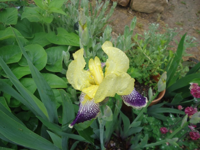 Iris : floraison 2014 - Page 3 00527