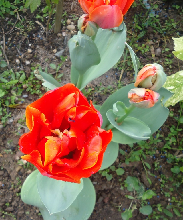 tulipes 2013 - 2014 - Page 6 00725