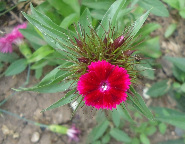 Résultats de nos échanges sur Jardin Passion  - Page 10 01027