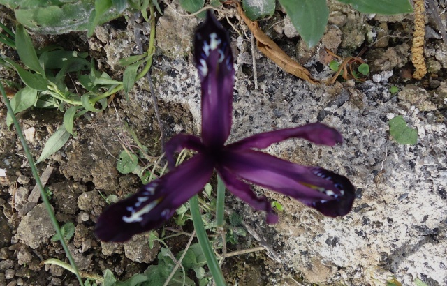Iris reticulata - Page 4 01815