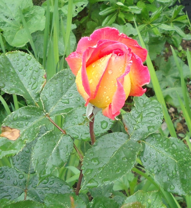 Les rosiers fleurissent  : 2014  01825