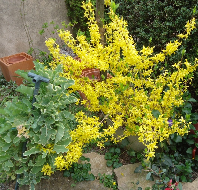 Forsythia - Page 3 03915