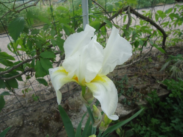Iris : floraison 2014 - Page 2 04013