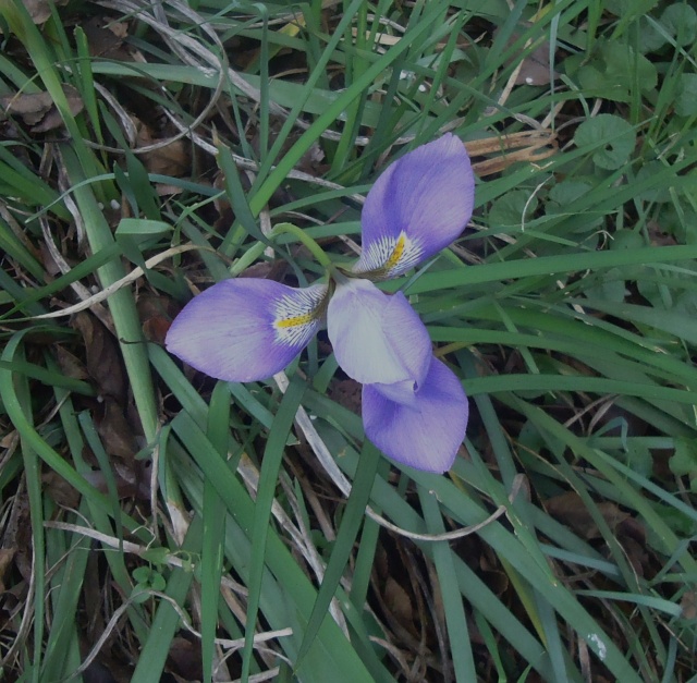 Iris unguicularis ou Iris d'Alger - Page 3 04211